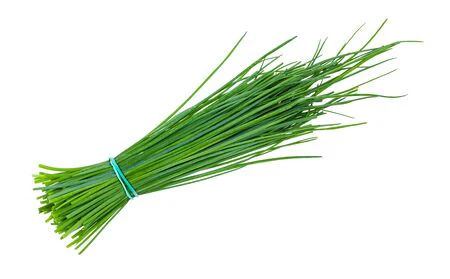 Chives