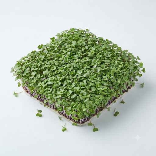 Daikon Radish Microgreens