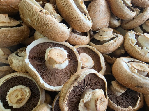 Fresh Mushroom Portobello