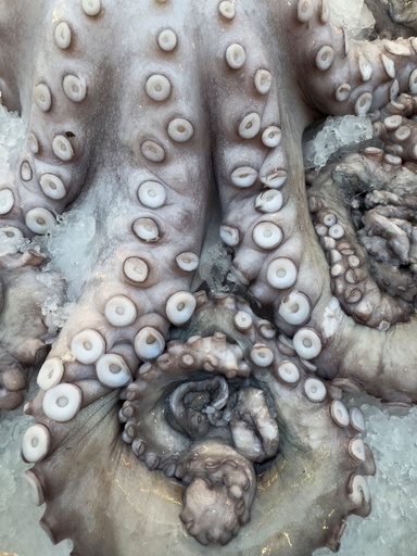 Frozen Octopus