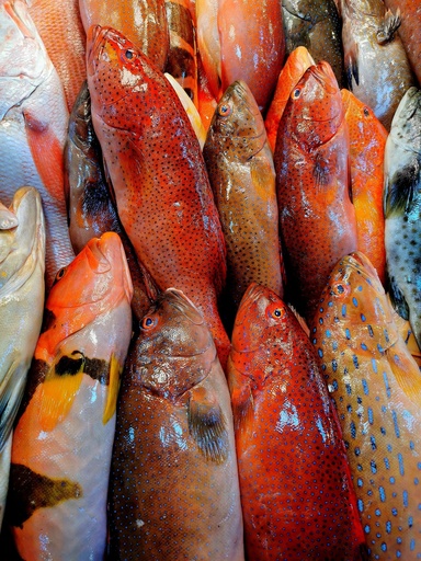 Frozen Red Lapu Lapu