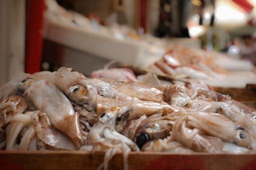 Frozen Squid