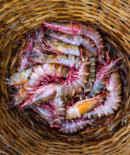 Frozen Tiger Prawn
