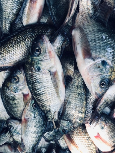 Frozen Tilapia