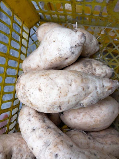 Kamote White Wholesale