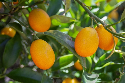Kumquat