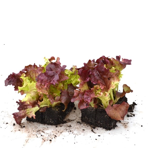 Lettuce Lolorosa