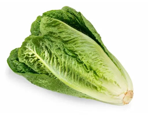 Lettuce Romaine Wholesale