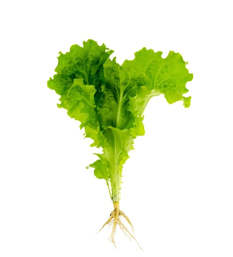 Lettuce Roots