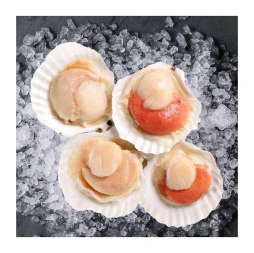 Masbate Bay Scallop