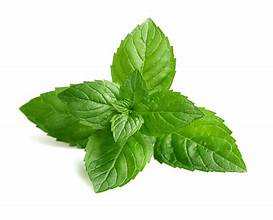 Mint Leaf