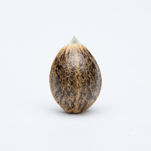 Royal Regular Seed