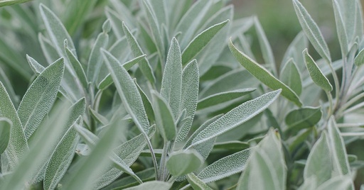 Sage