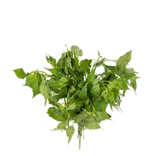 Sili Leaves