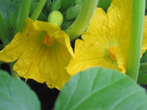 Squash Flower/ Talbos Ng Kalabasa