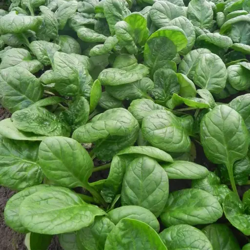 Spinach Amoranto