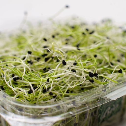 Alfalfa - Kg