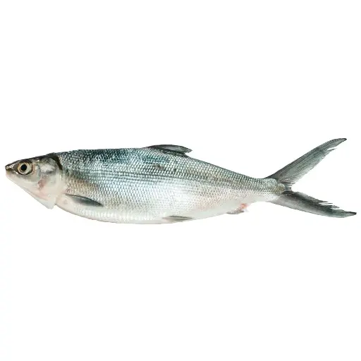 Bangus - Kg