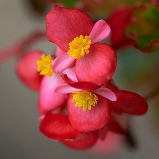 Bergonia (edible flowers)