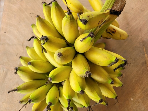Banana Seniorita